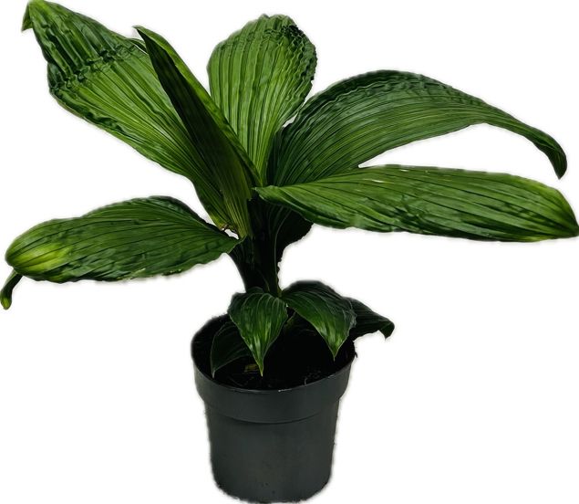 Palmata