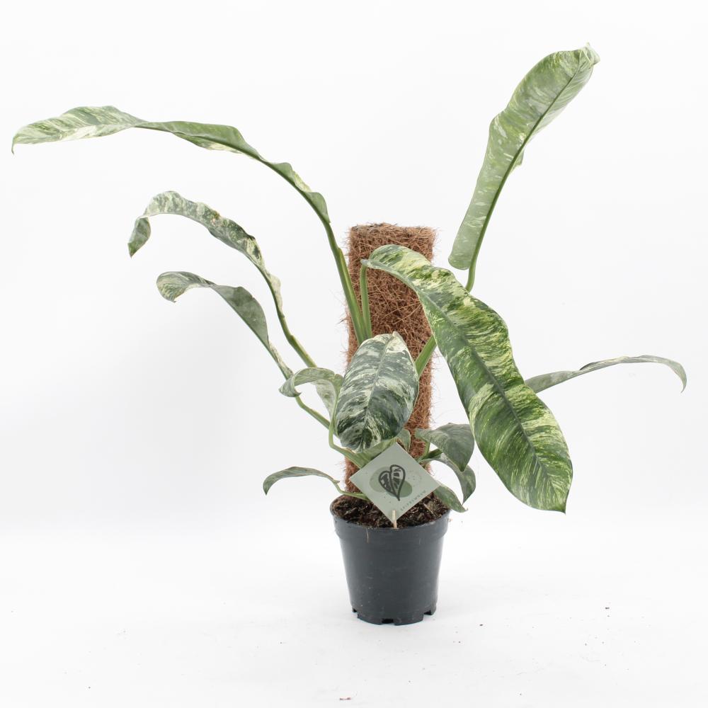 Scindapsus
