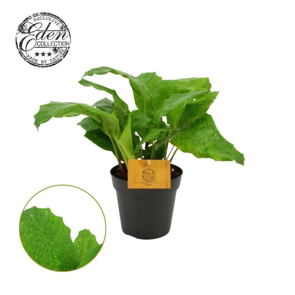Calathea
