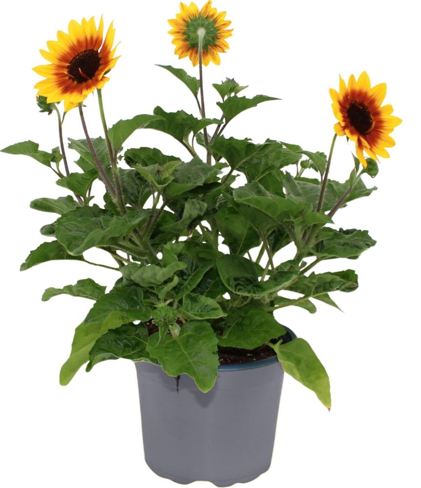 Helianthus