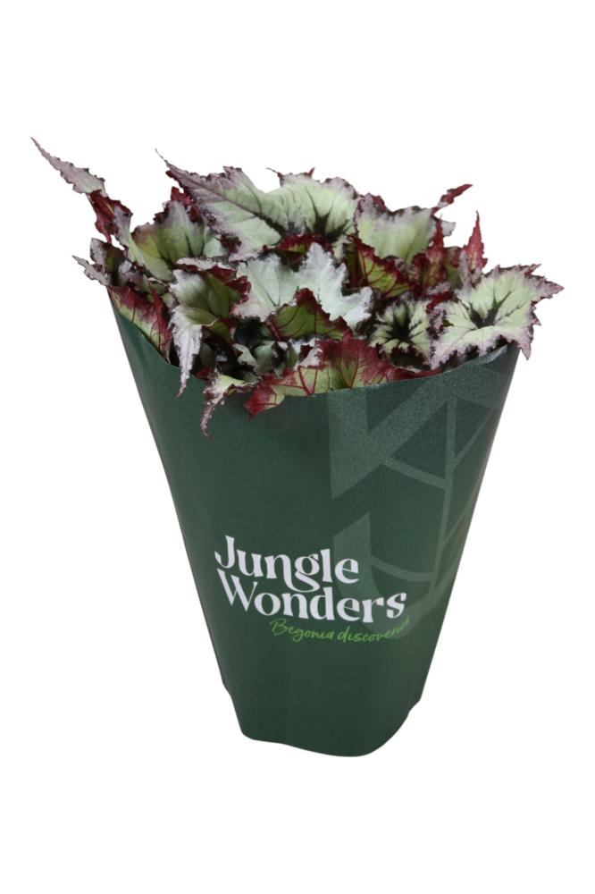 begonia feuillage