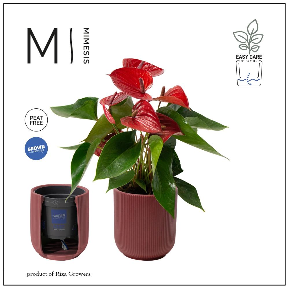 Anthurium