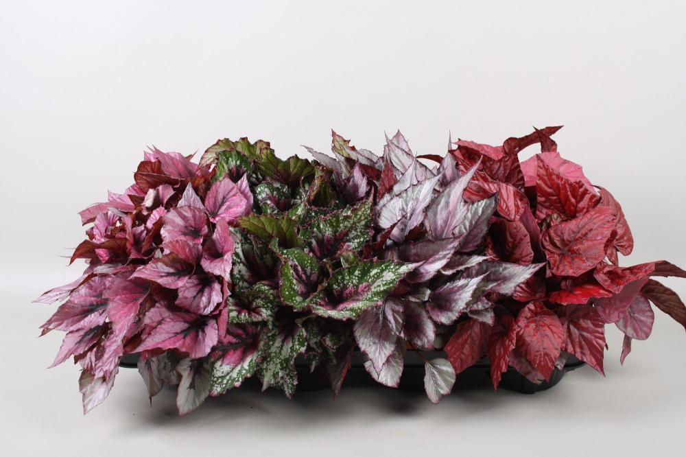 begonia feuillage