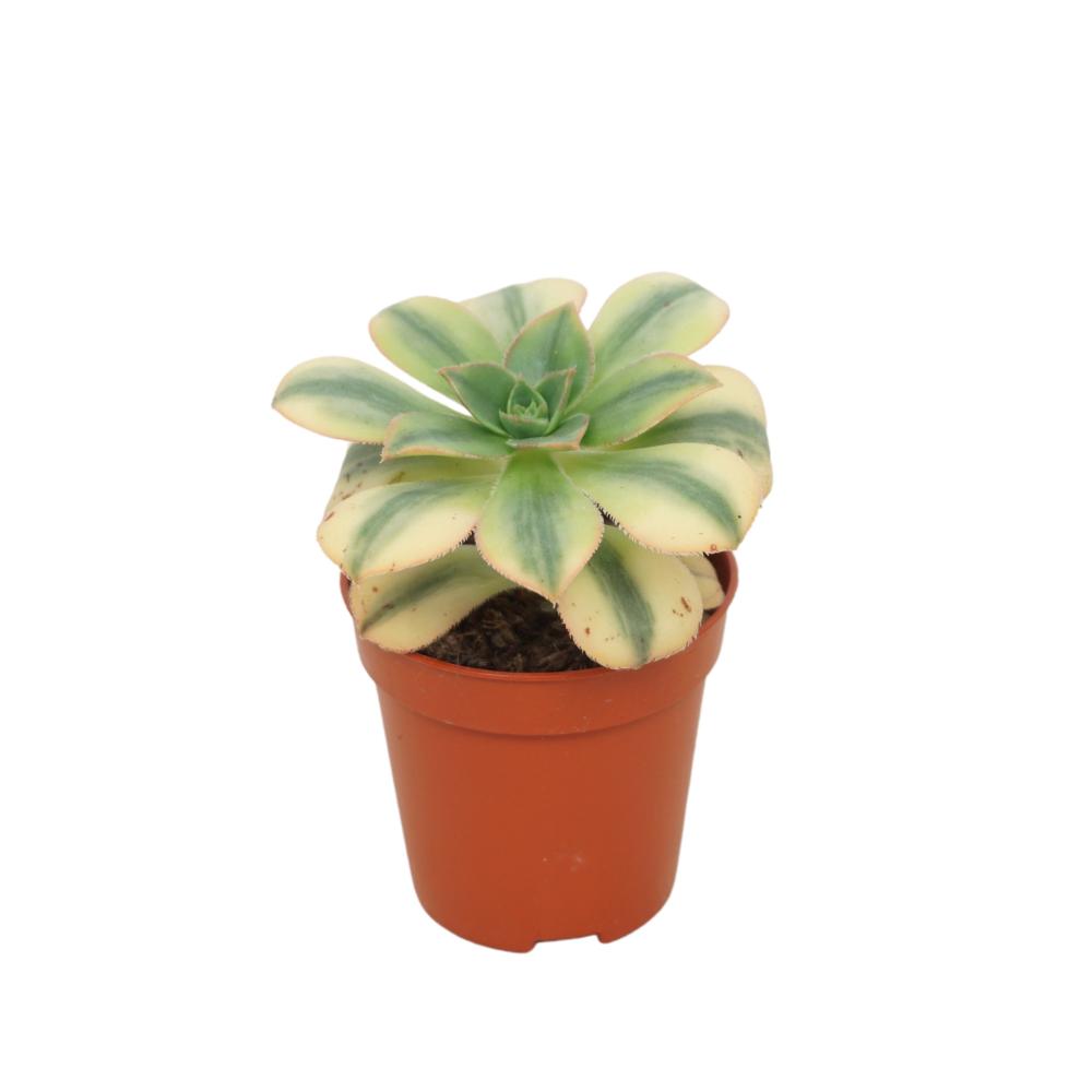 Aeonium
