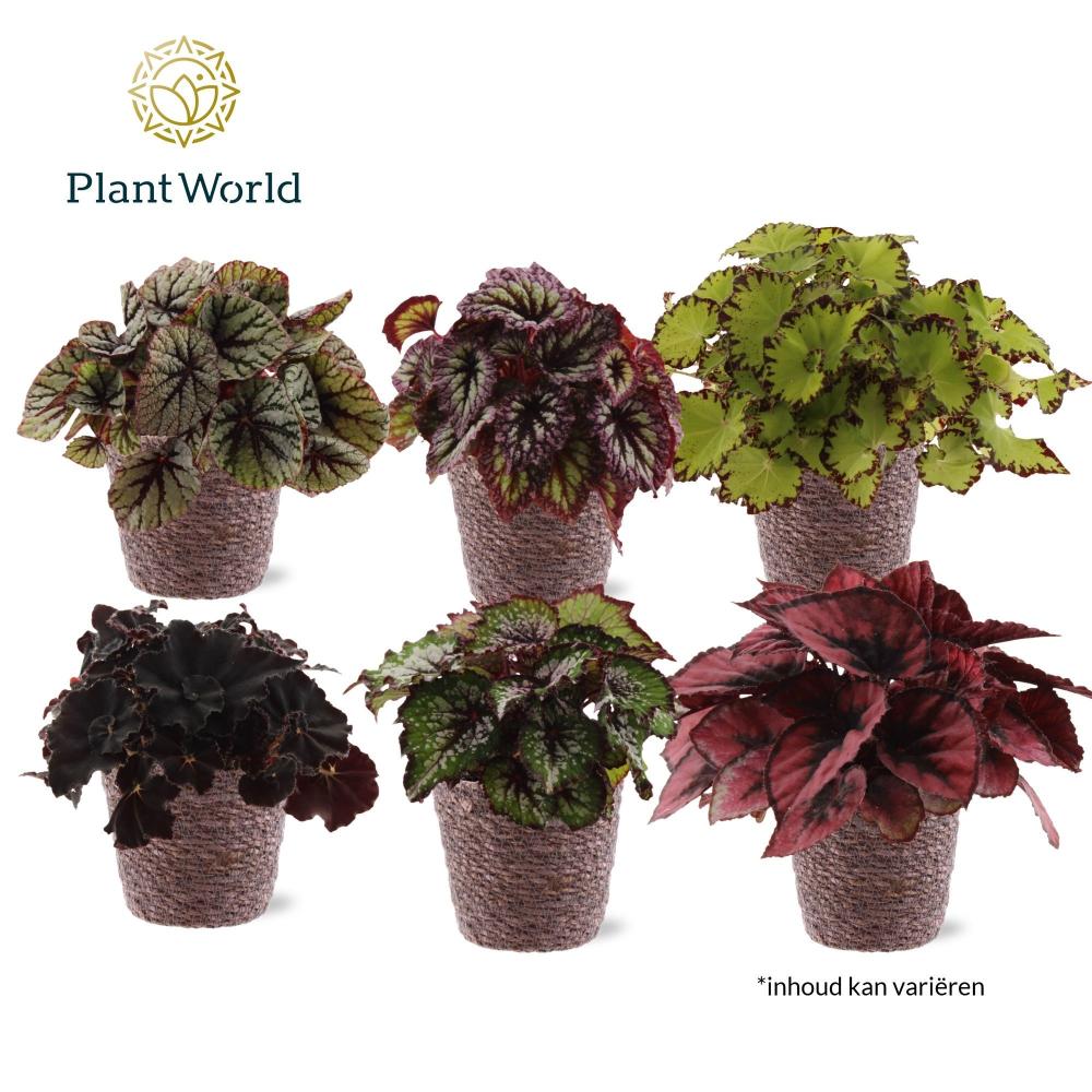 begonia feuillage