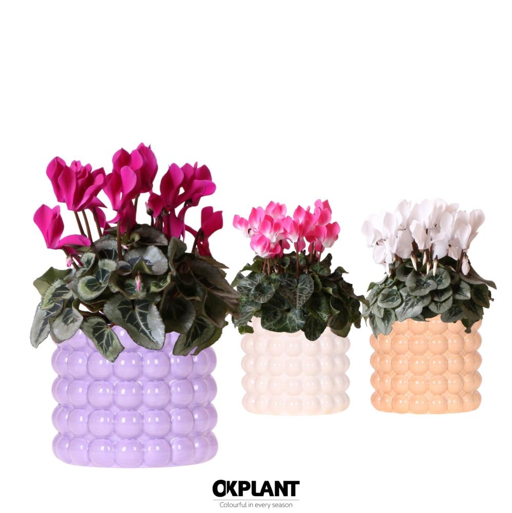 Cyclamen