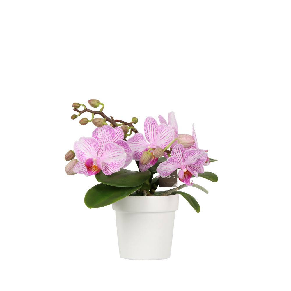phalaenopsis