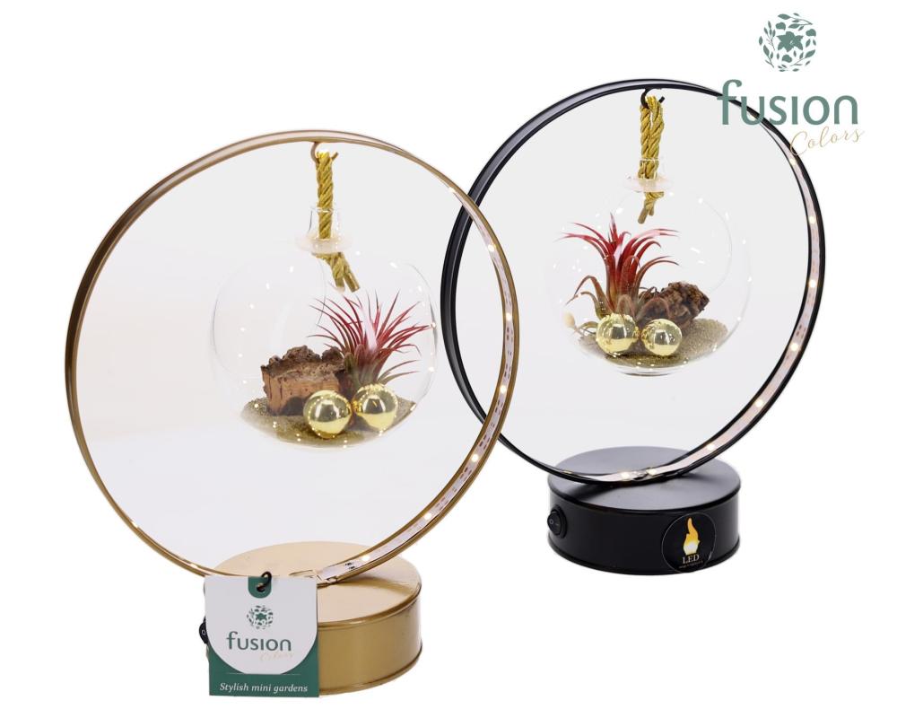 tillandsia