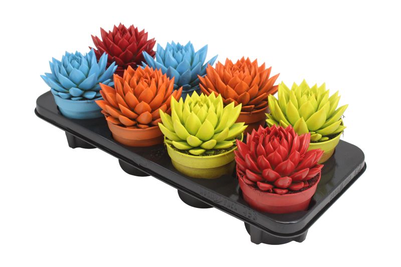 echeveria