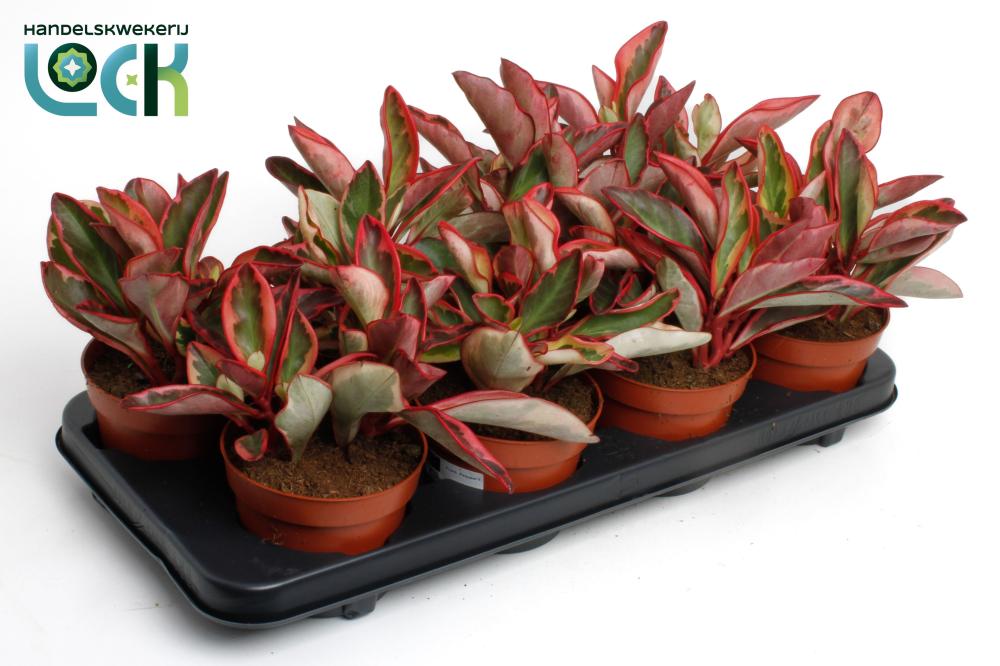peperomia
