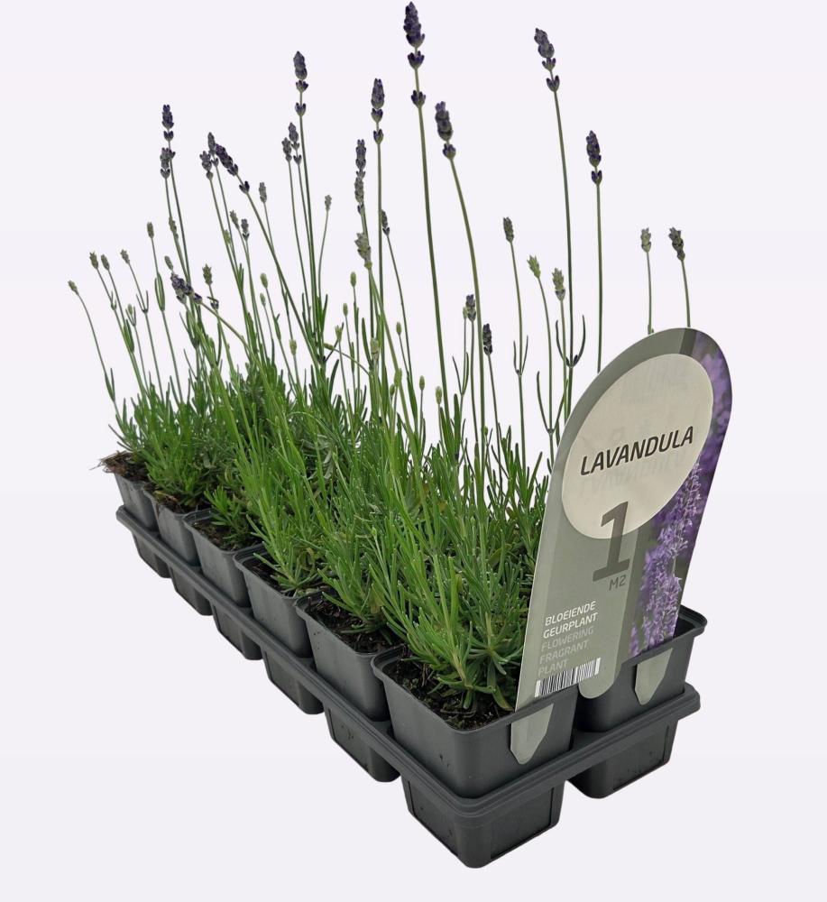 lavandula