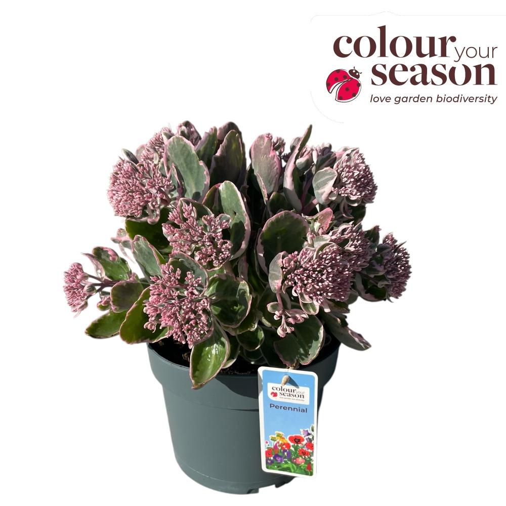 Sedum