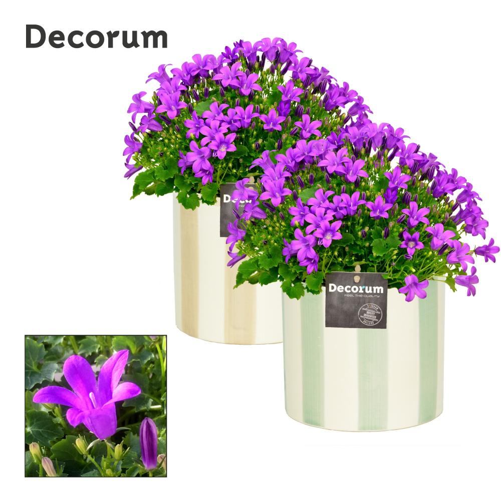 campanula