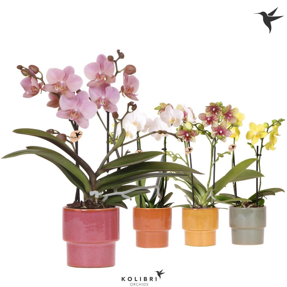 phalaenopsis