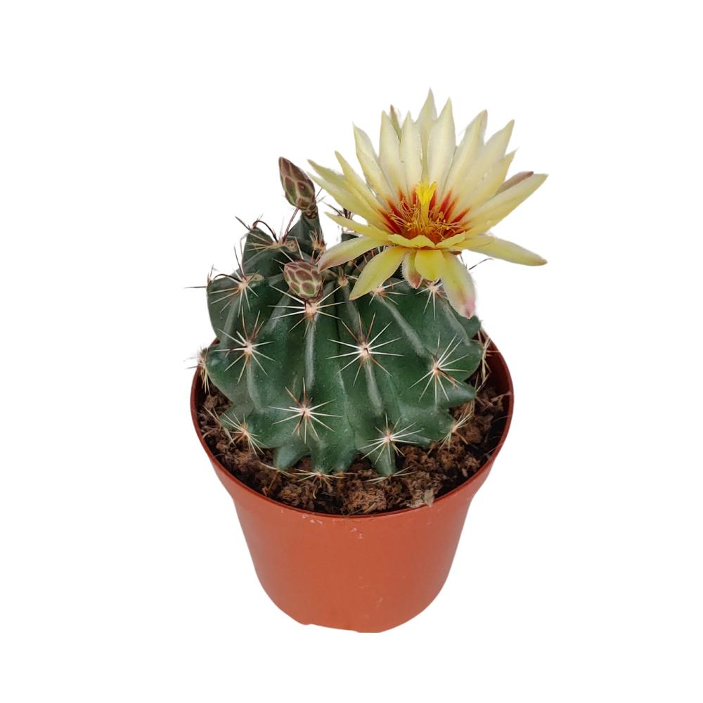 Ferocactus