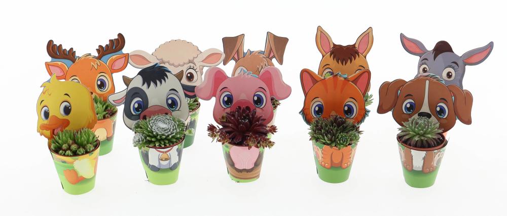 Sempervivum