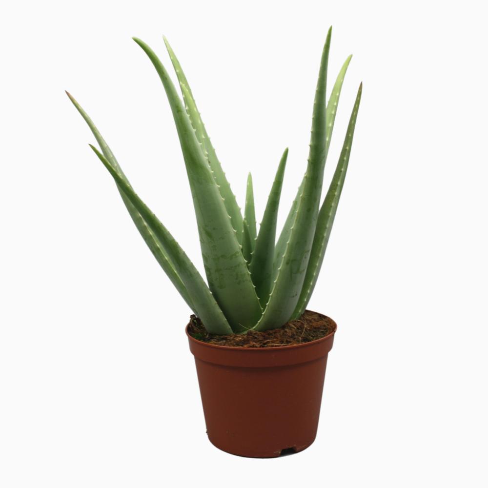 Aloe