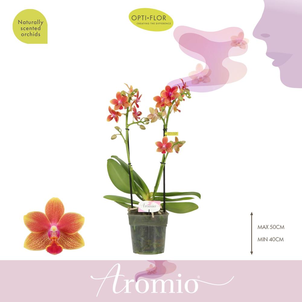 Phalaenopsis