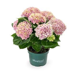 hydrangea
