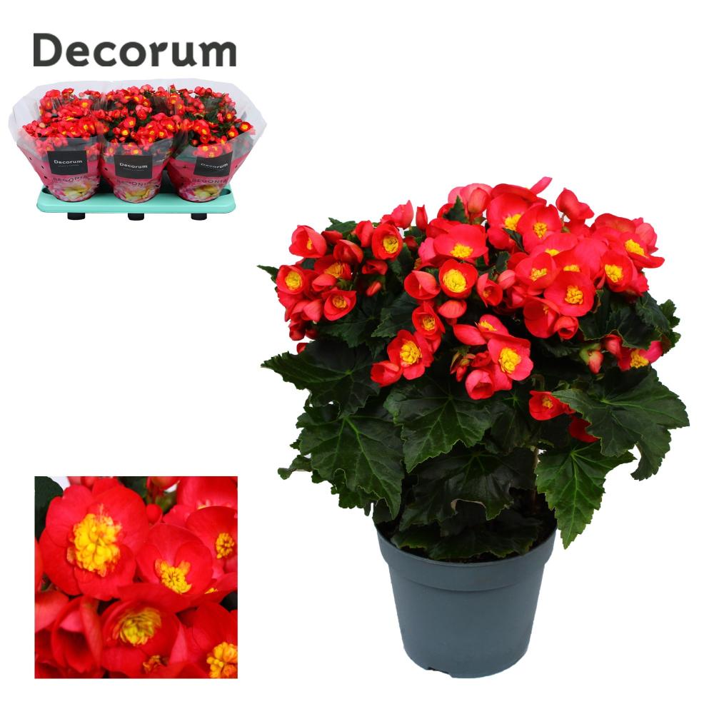 begonia