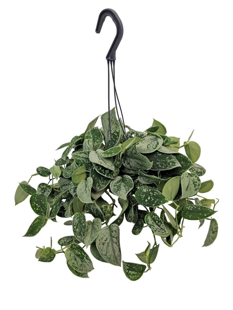 Scindapsus
