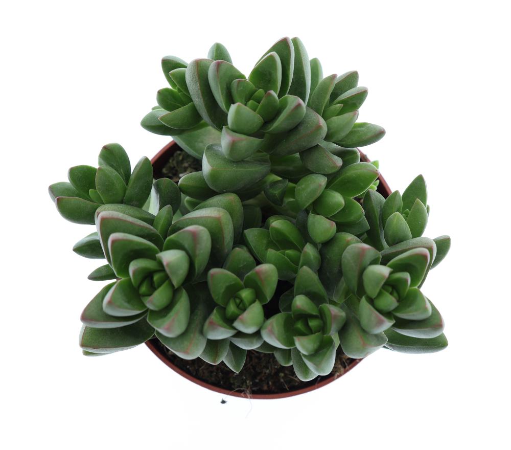 crassula