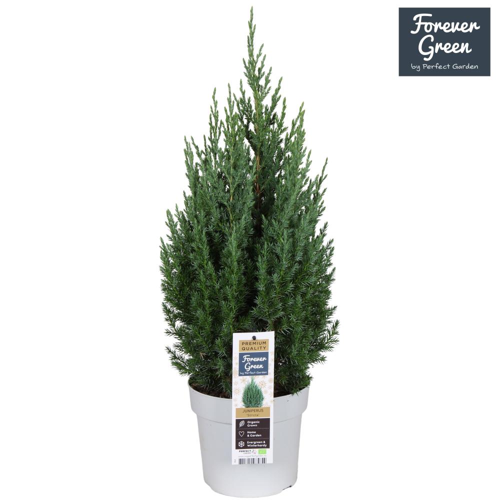 Juniperus