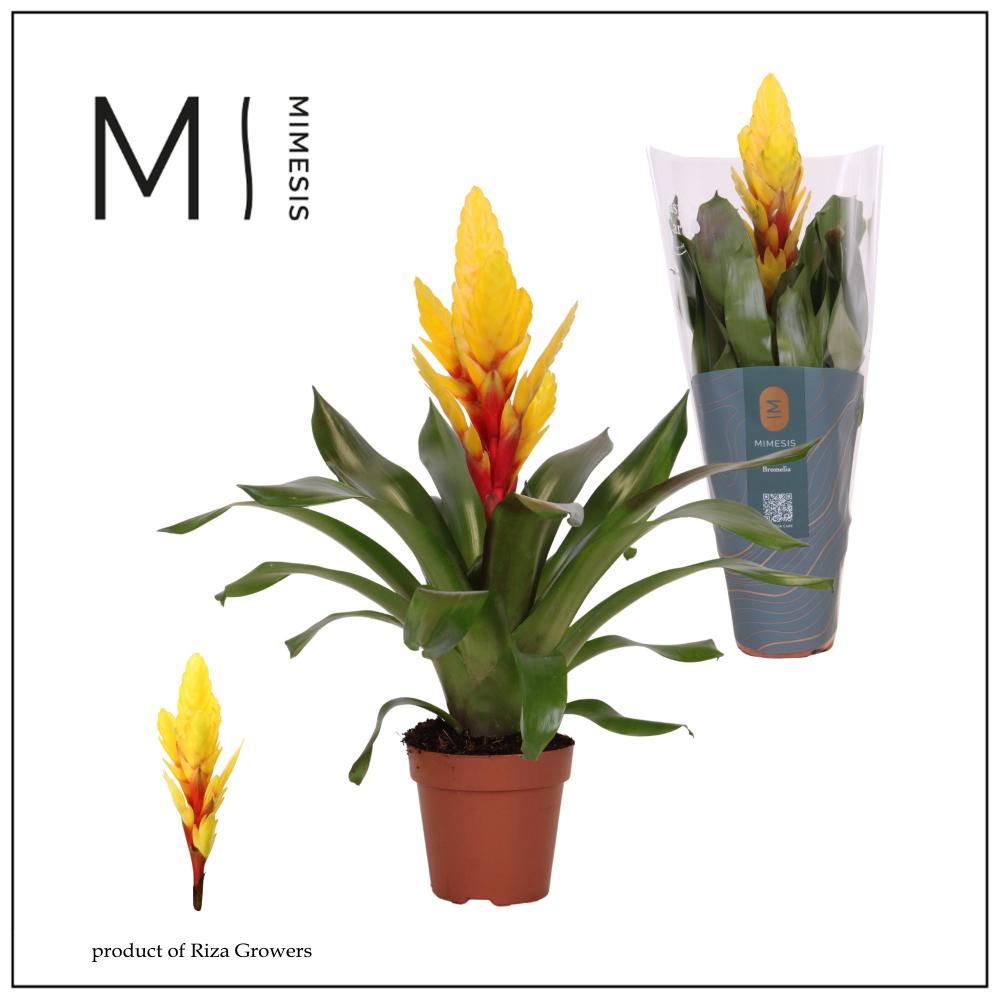 Vriesea