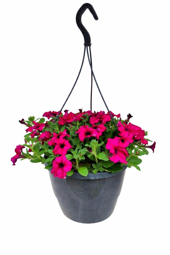 hanging baskets