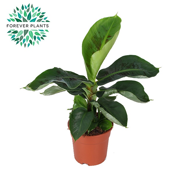 musa