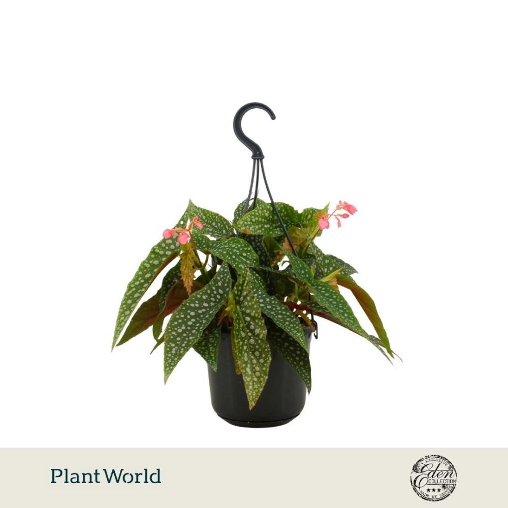 Begonia