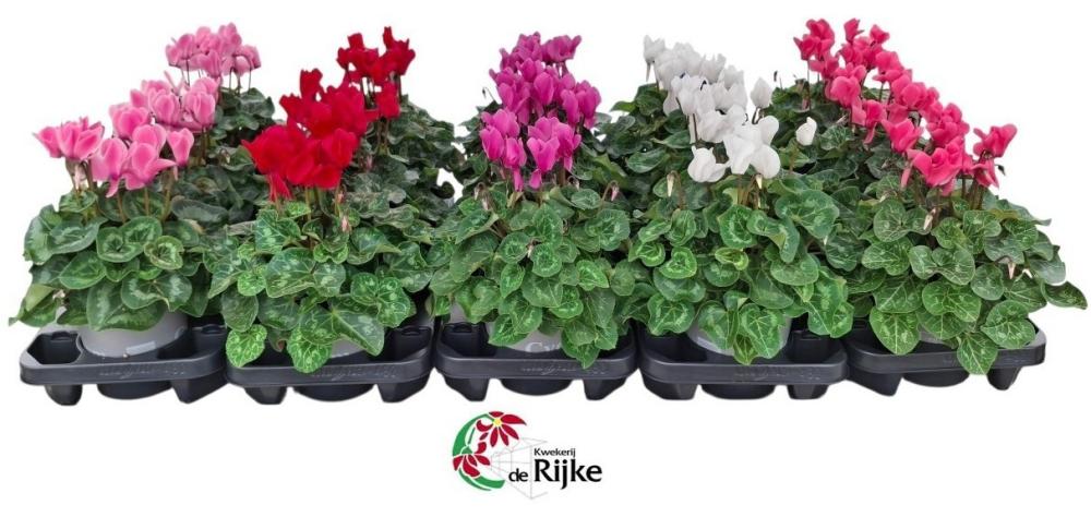 Cyclamen