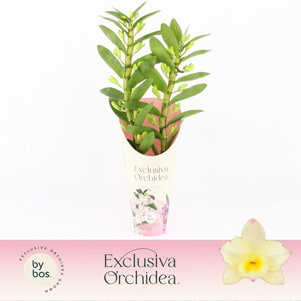 Dendrobium