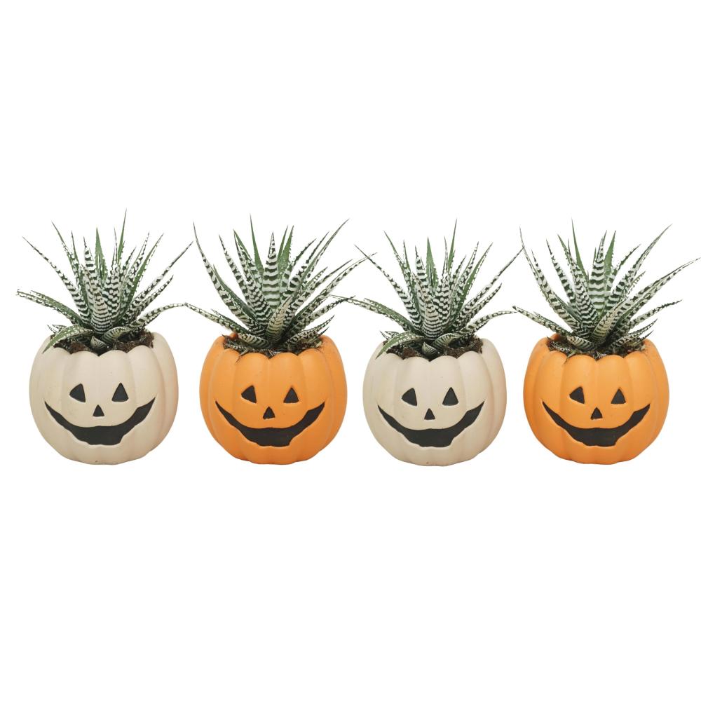 Haworthia