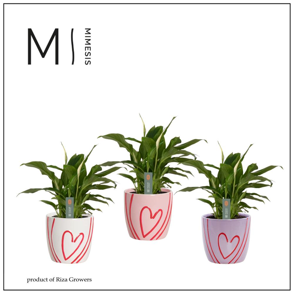 Spathiphyllum