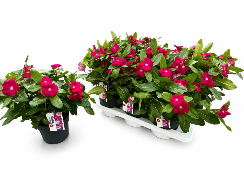 Catharanthus
