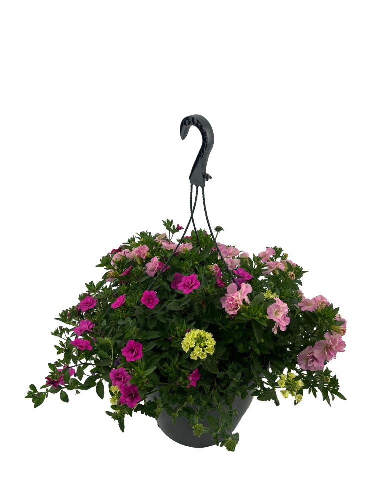 hanging baskets