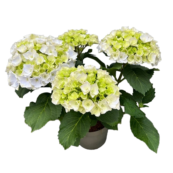 hydrangea macrophylla