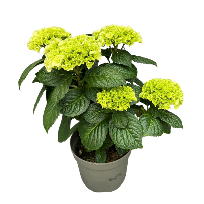 hydrangea macrophylla