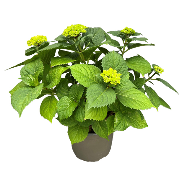 hydrangea macrophylla