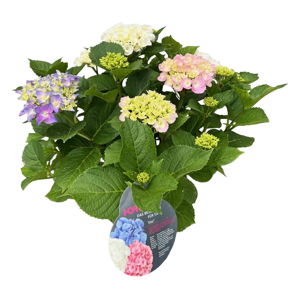 hydrangea macrophylla trio