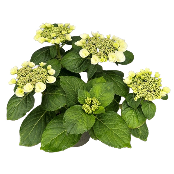 hydrangea macrophylla