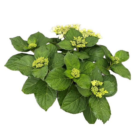hydrangea macrophylla