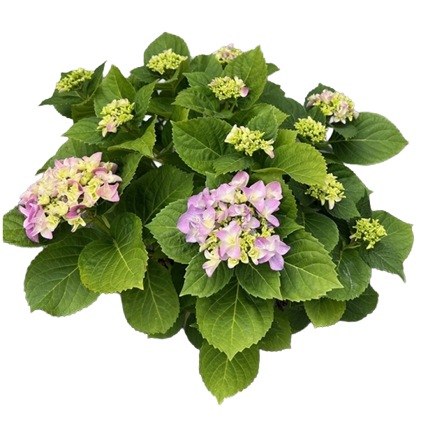hydrangea macrophylla