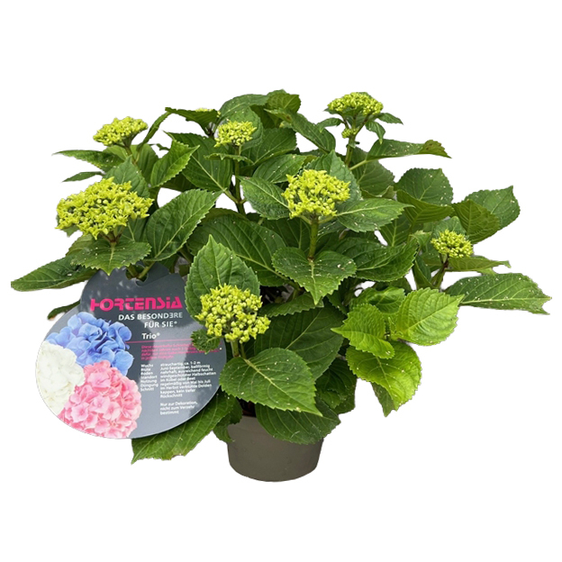 Hydrangea macrophylla trio