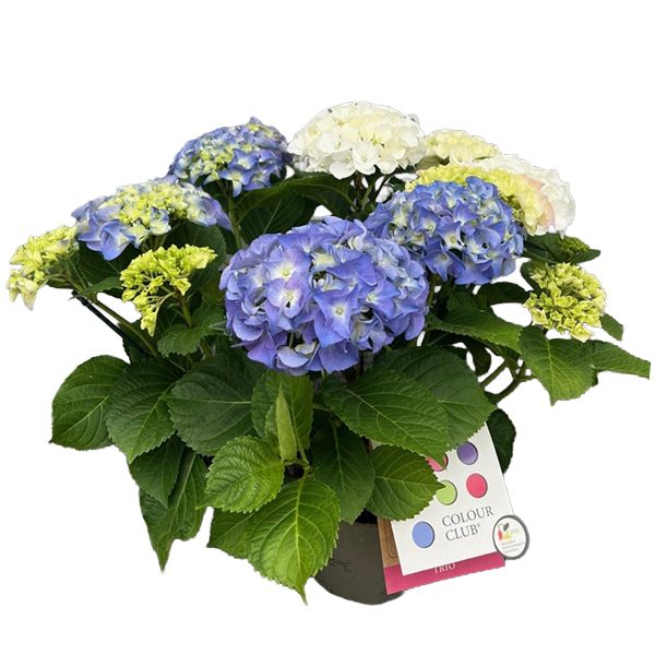 hydrangea macrophylla colour club trio