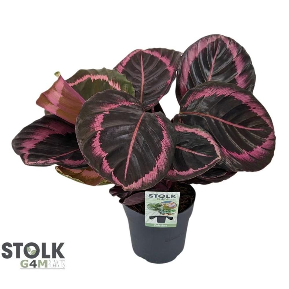 Calathea