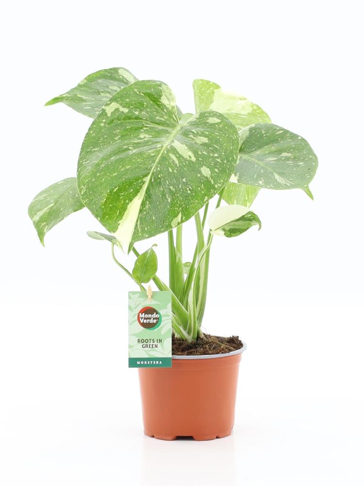 Monstera