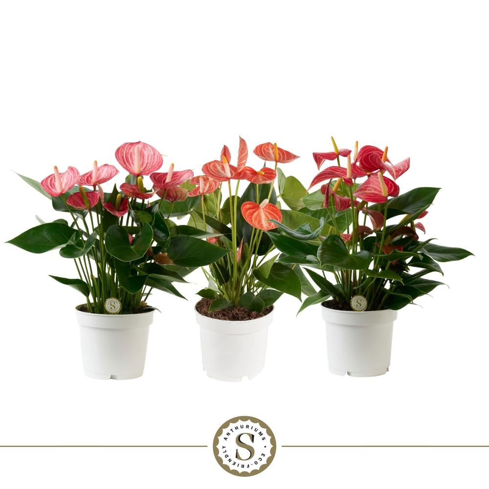 Anthurium