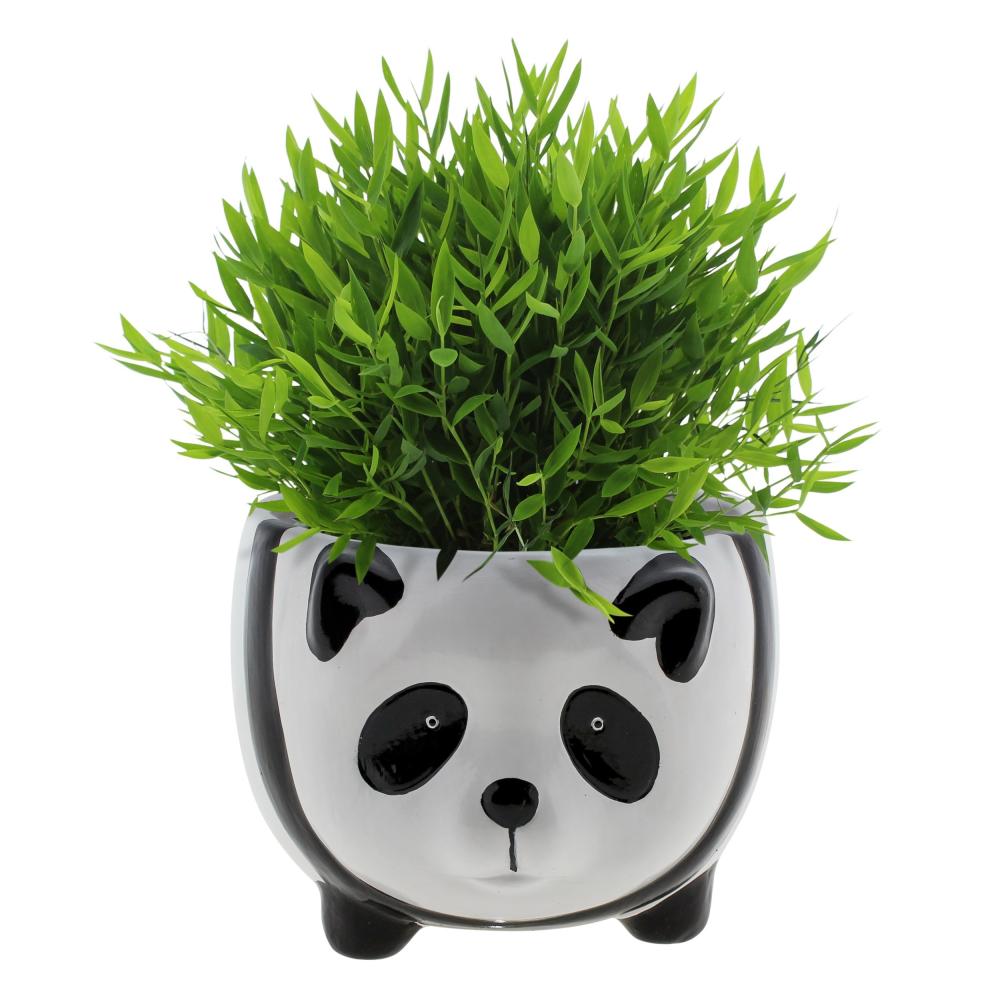 Pogonatherum